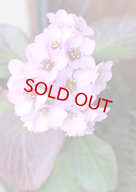 画像6: ヒマラヤ雪の下の鉢植えギフト (6)