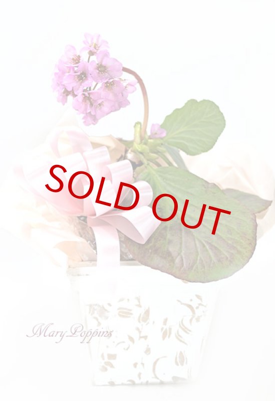 画像5: ヒマラヤ雪の下の鉢植えギフト (5)