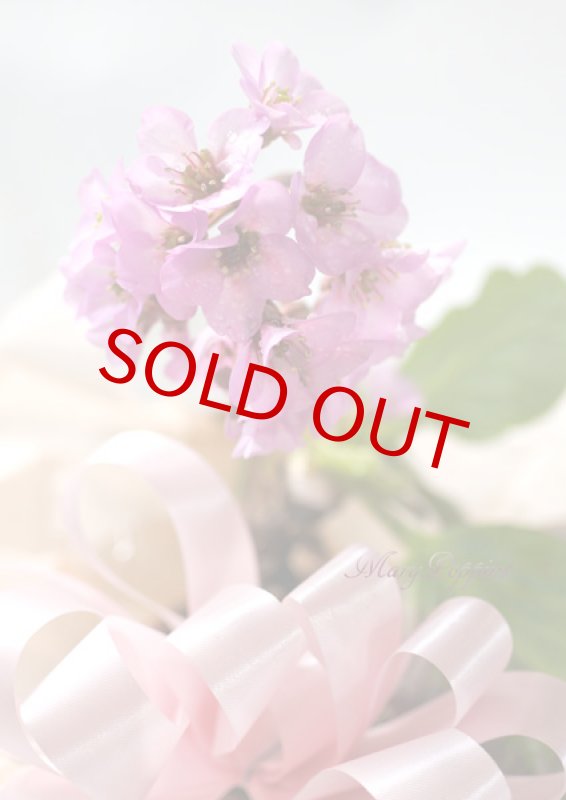 画像4: ヒマラヤ雪の下の鉢植えギフト (4)