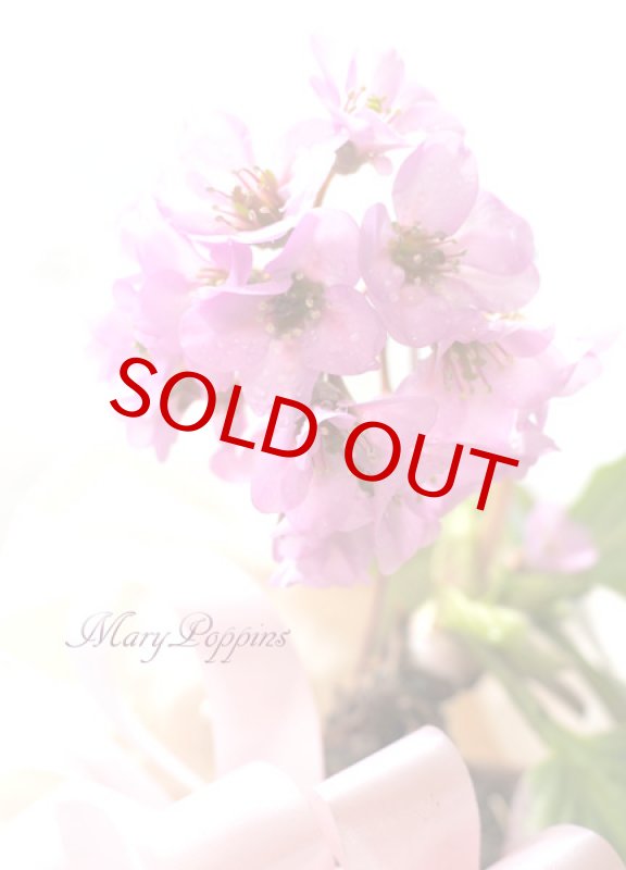 画像2: ヒマラヤ雪の下の鉢植えギフト (2)