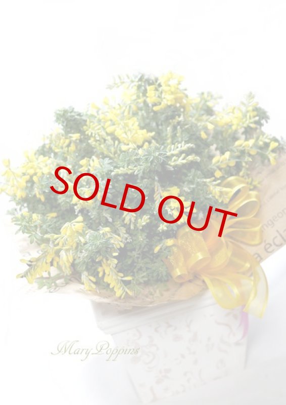 画像5: 金雀枝（エニシダ）の鉢植えギフト (5)