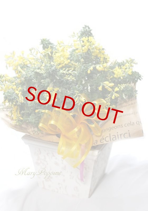 画像4: 金雀枝（エニシダ）の鉢植えギフト (4)