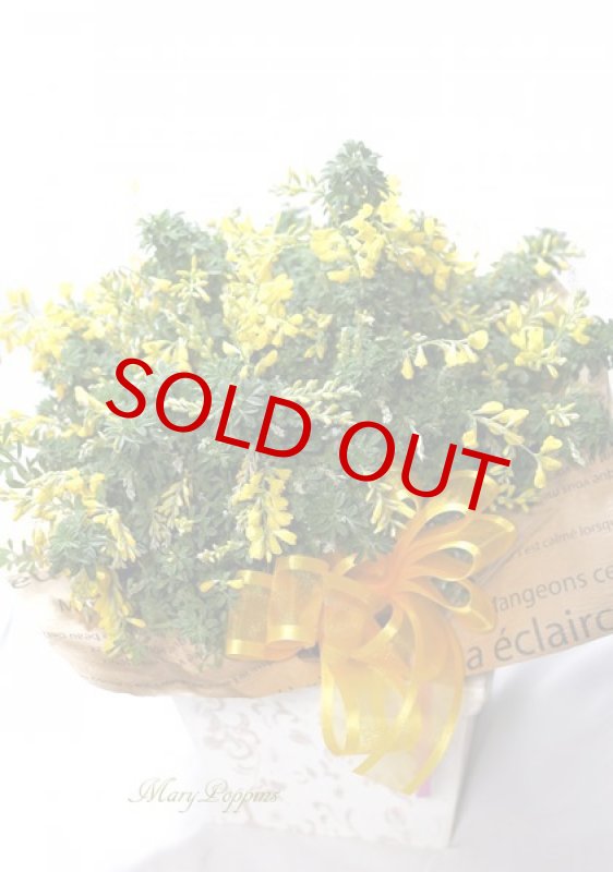 画像3: 金雀枝（エニシダ）の鉢植えギフト (3)