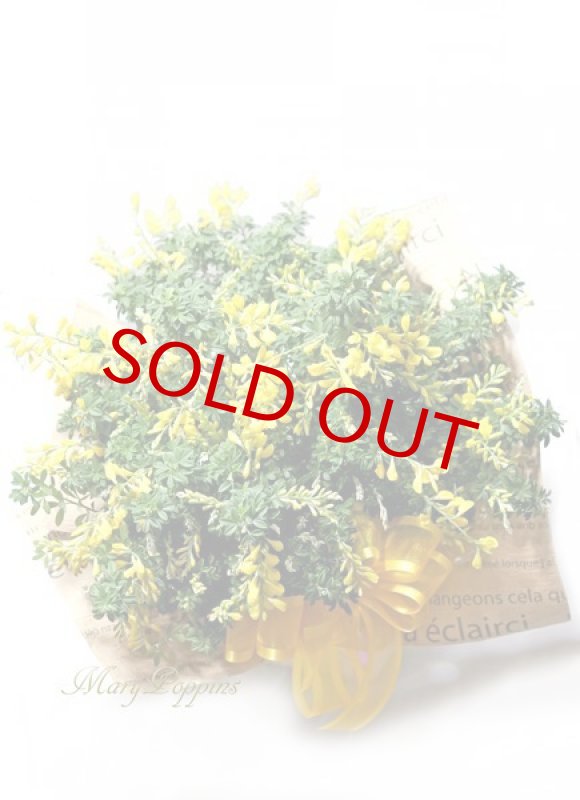 画像2: 金雀枝（エニシダ）の鉢植えギフト (2)