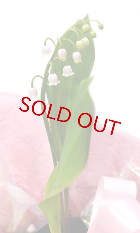 画像6: ピンク鈴蘭（スズラン）の鉢植えギフト (6)