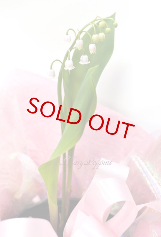 画像5: ピンク鈴蘭（スズラン）の鉢植えギフト (5)