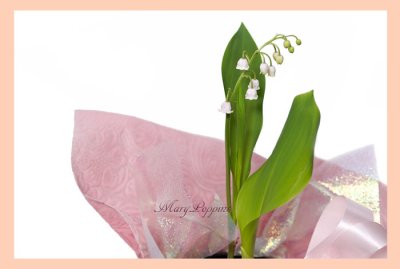 画像3: ピンク鈴蘭（スズラン）の鉢植えギフト