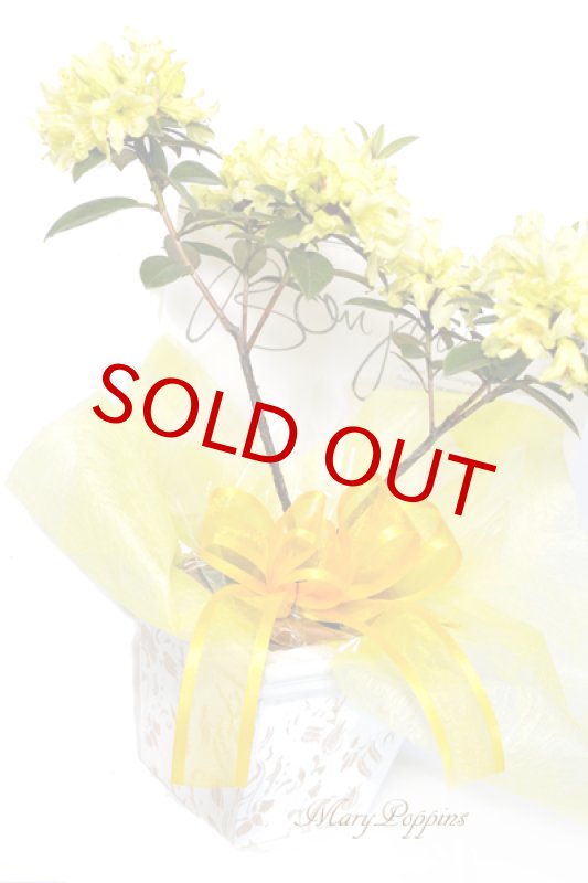 画像6: 石楠花（シャクナゲ）の鉢植えギフト (6)