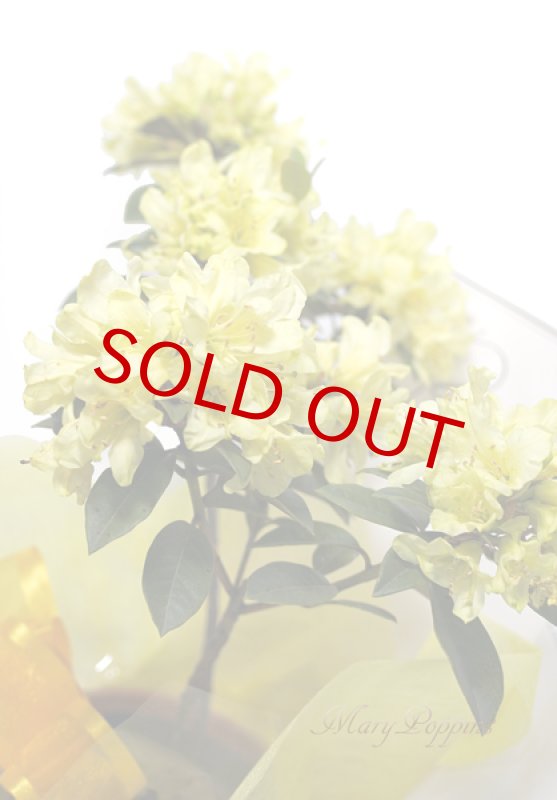 画像5: 石楠花（シャクナゲ）の鉢植えギフト (5)