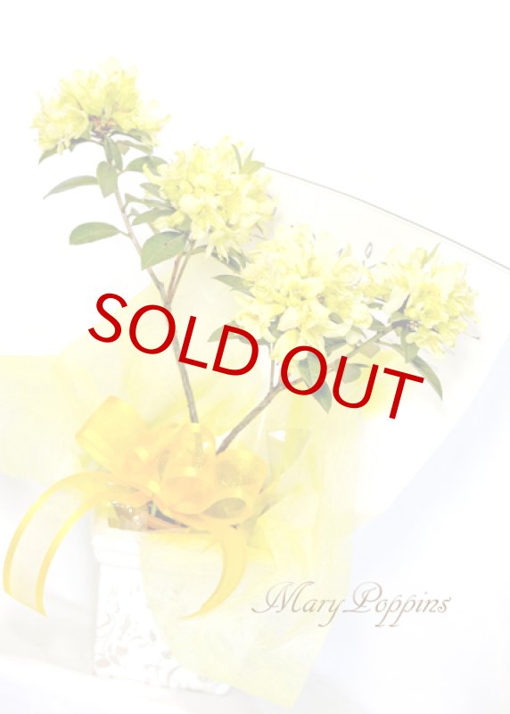 画像4: 石楠花（シャクナゲ）の鉢植えギフト (4)