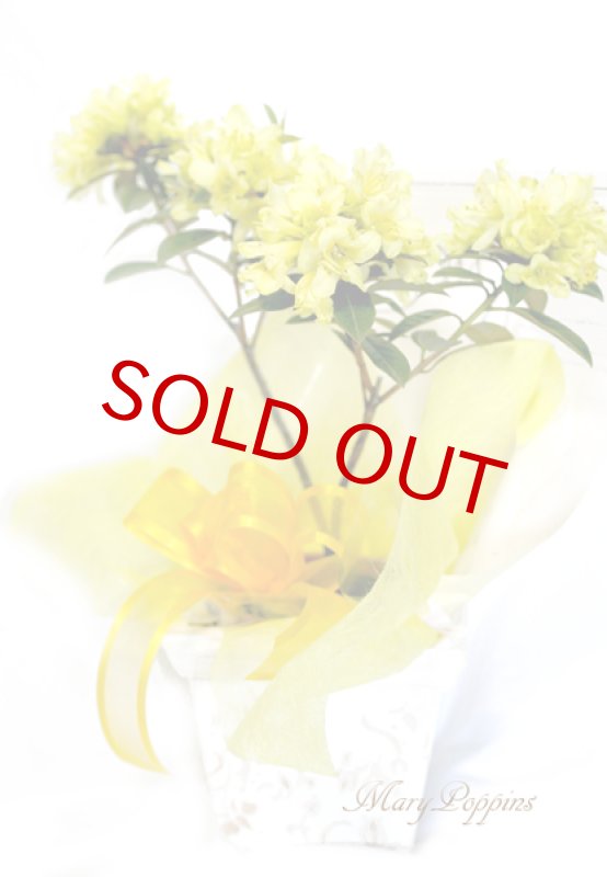 画像3: 石楠花（シャクナゲ）の鉢植えギフト (3)