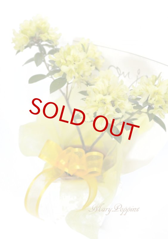 画像2: 石楠花（シャクナゲ）の鉢植えギフト (2)