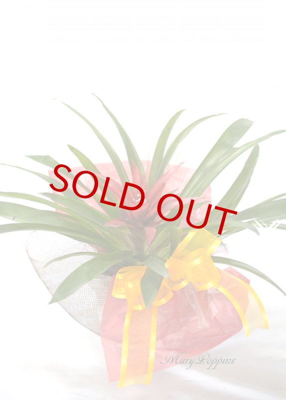 画像6: グズマニアの鉢植えギフト (6)