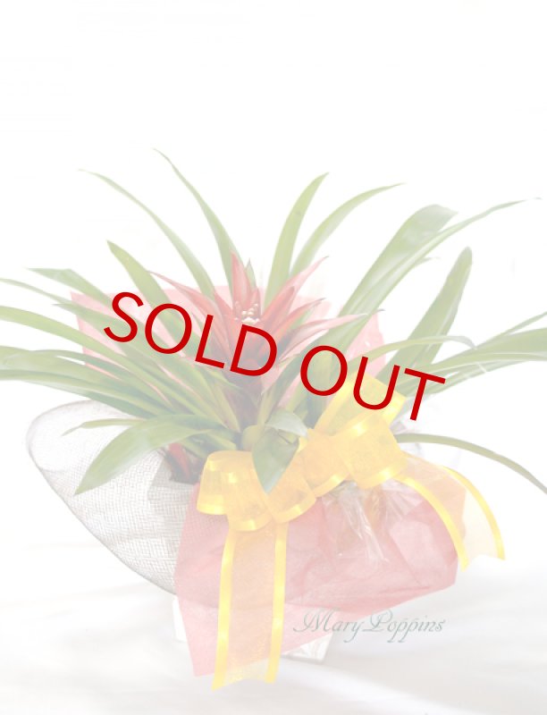 画像4: グズマニアの鉢植えギフト (4)