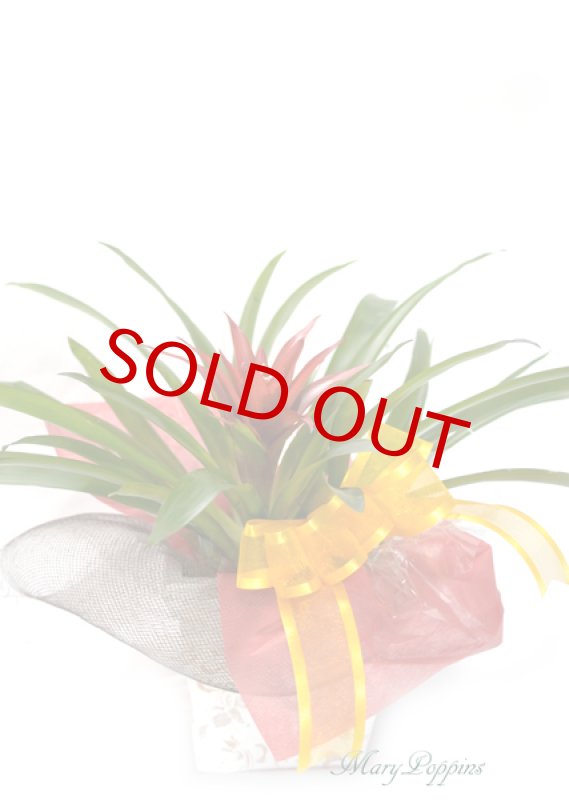 画像3: グズマニアの鉢植えギフト (3)