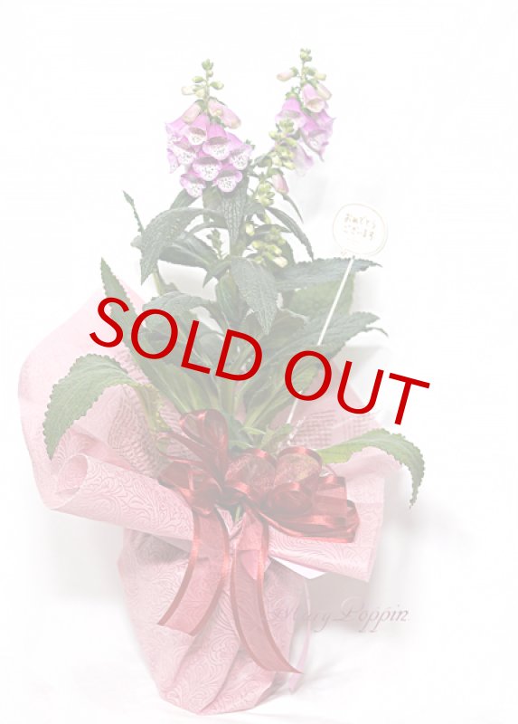 画像6: ジギタリスの鉢植えギフト (6)