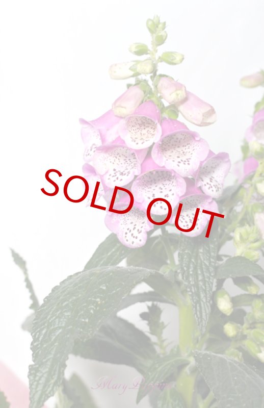 画像2: ジギタリスの鉢植えギフト (2)