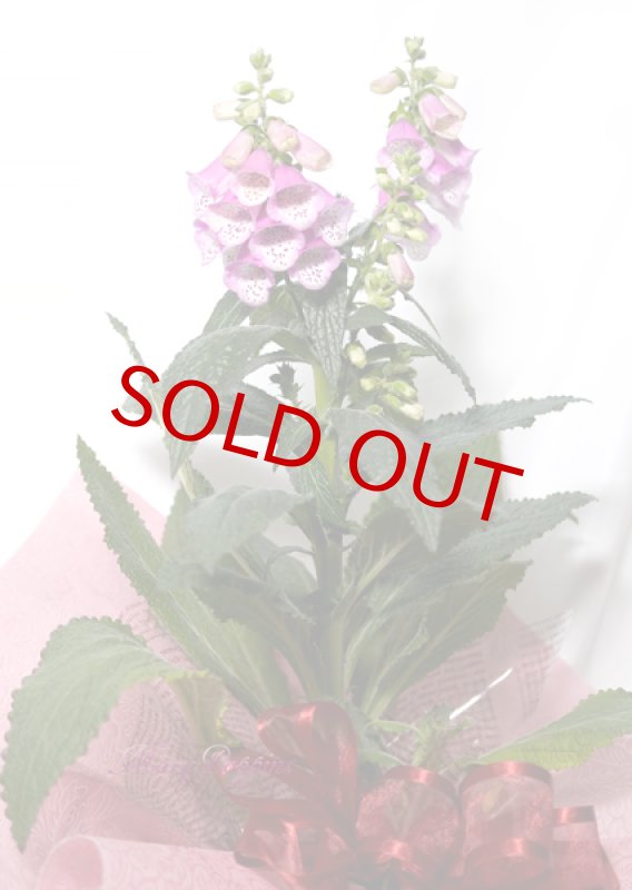 画像5: ジギタリスの鉢植えギフト (5)