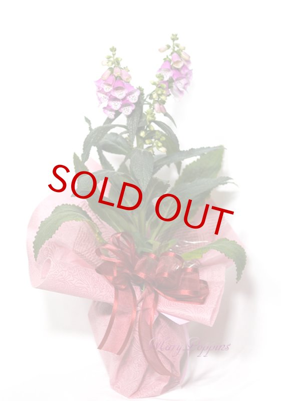 画像4: ジギタリスの鉢植えギフト (4)