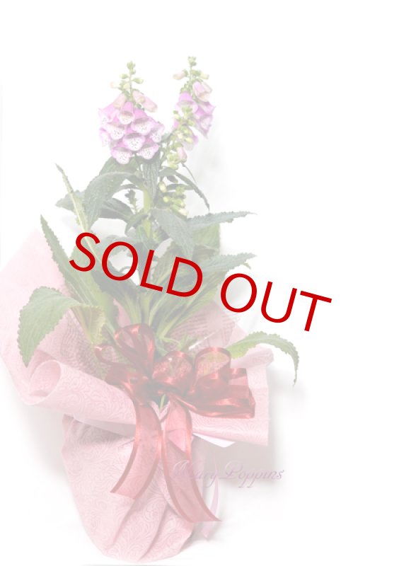 画像3: ジギタリスの鉢植えギフト (3)