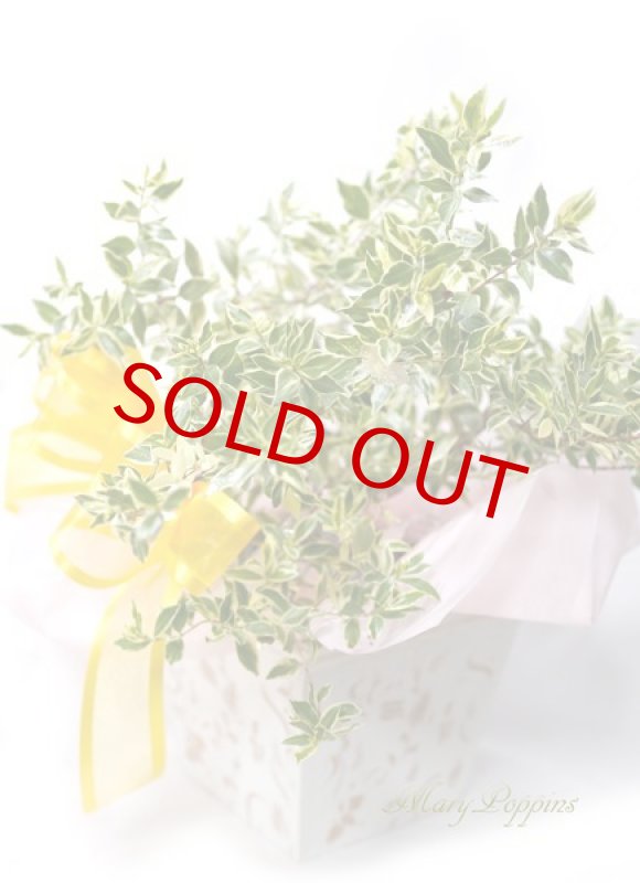 画像4: 銀梅花（ギンバイカ）の鉢植えギフト (4)