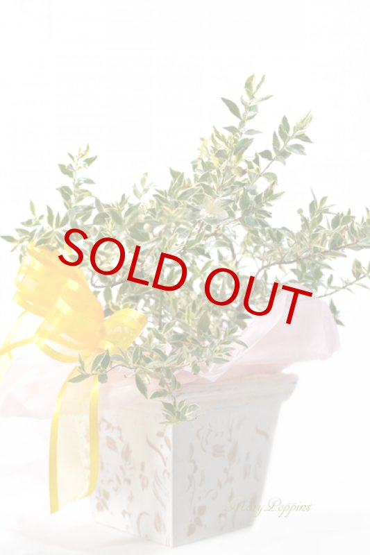 画像3: 銀梅花（ギンバイカ）の鉢植えギフト (3)