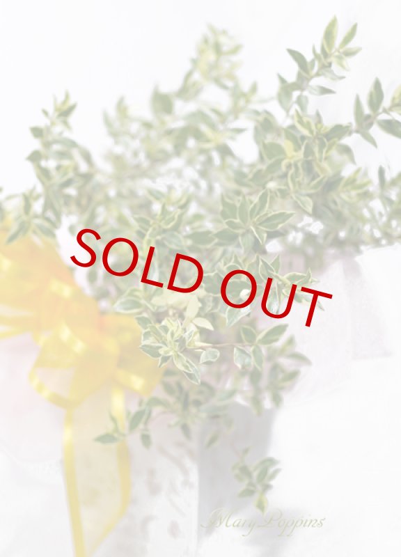 画像2: 銀梅花（ギンバイカ）の鉢植えギフト (2)