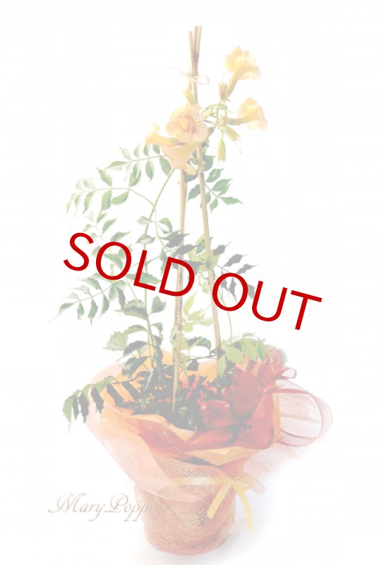 画像6: 凌霄花（ノウゼンカズラ）の鉢植えギフト (6)