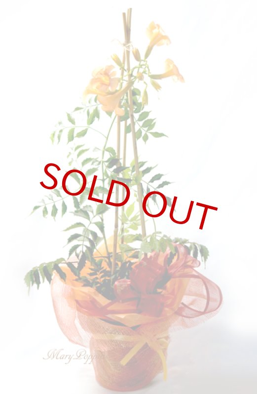 画像5: 凌霄花（ノウゼンカズラ）の鉢植えギフト (5)