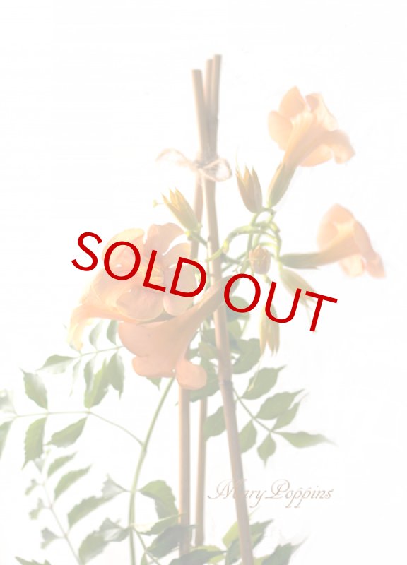 画像4: 凌霄花（ノウゼンカズラ）の鉢植えギフト (4)