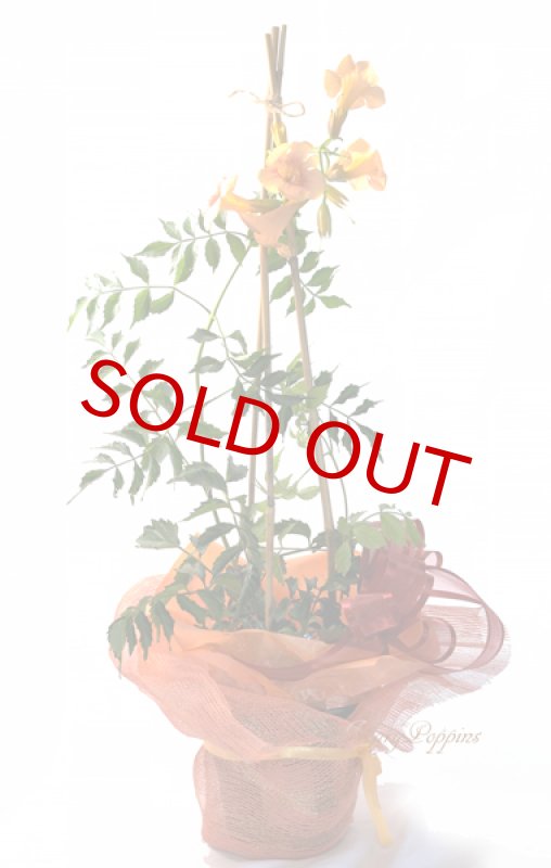 画像3: 凌霄花（ノウゼンカズラ）の鉢植えギフト (3)