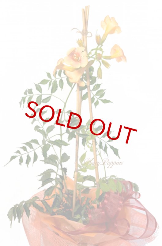 画像2: 凌霄花（ノウゼンカズラ）の鉢植えギフト (2)