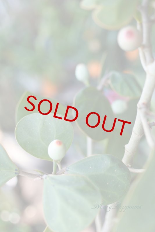 画像5: 小判菩提樹（コバンボダイジュ）の鉢植えギフト (5)