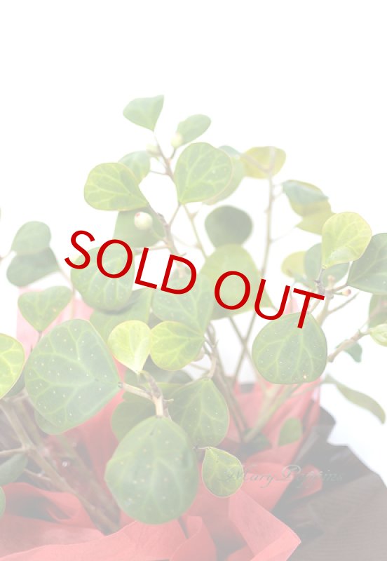 画像2: 小判菩提樹（コバンボダイジュ）の鉢植えギフト (2)