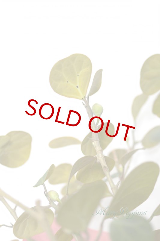 画像4: 小判菩提樹（コバンボダイジュ）の鉢植えギフト (4)