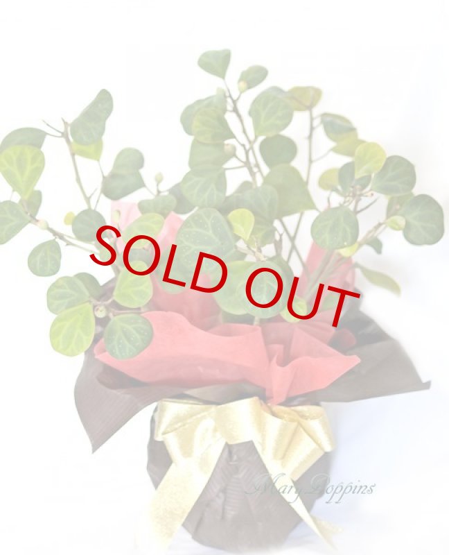 画像6: 小判菩提樹（コバンボダイジュ）の鉢植えギフト (6)