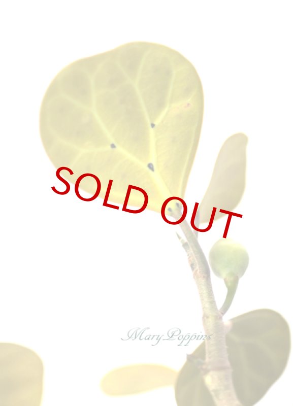 画像3: 小判菩提樹（コバンボダイジュ）の鉢植えギフト (3)