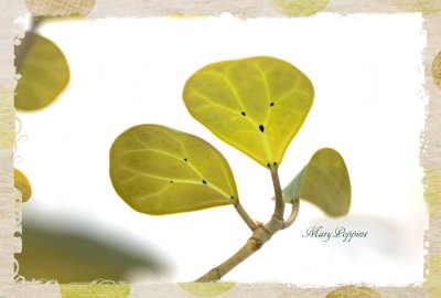 画像2: 小判菩提樹（コバンボダイジュ）の鉢植えギフト