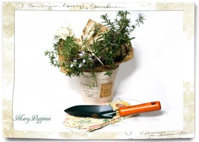 画像2: ローズマリーの鉢植えギフト