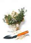 画像6: ローズマリーの鉢植えギフト (6)