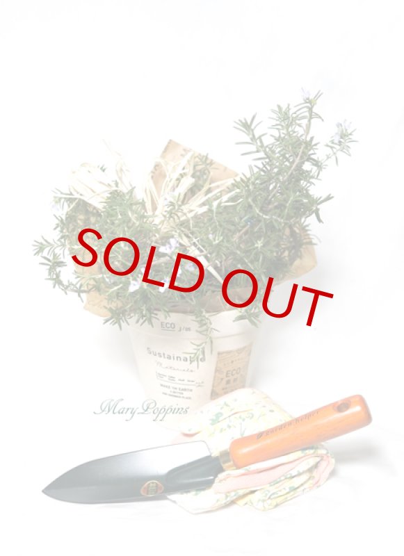 画像6: ローズマリーの鉢植えギフト (6)