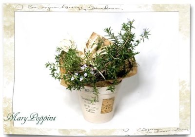 画像1: ローズマリーの鉢植えギフト