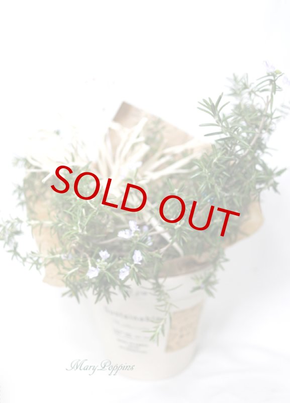 画像2: ローズマリーの鉢植えギフト (2)