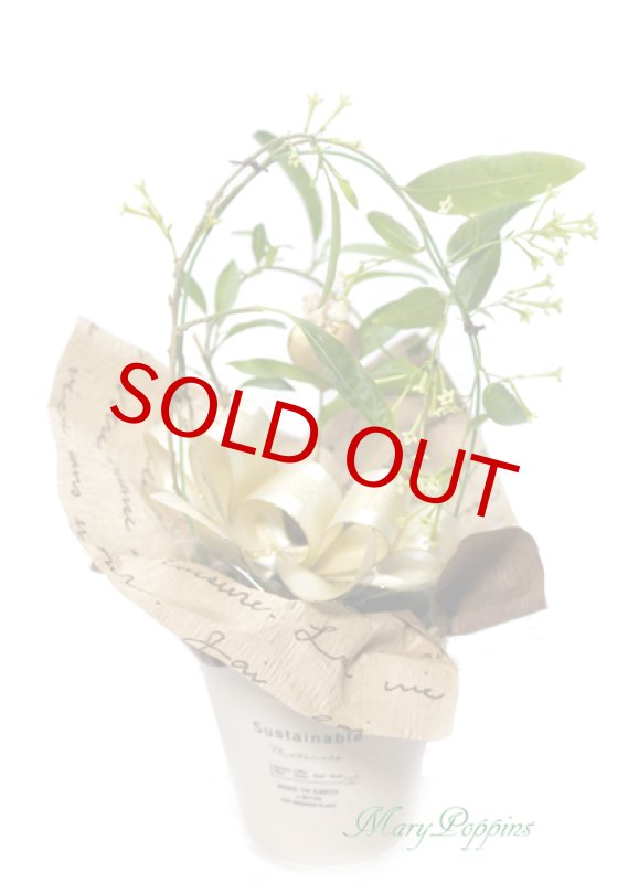 画像2: 夜香木（ヤコウボク）の鉢植えギフト (2)