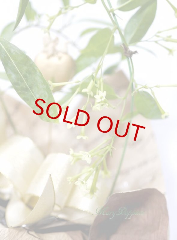 画像4: 夜香木（ヤコウボク）の鉢植えギフト (4)