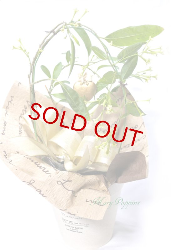 画像5: 夜香木（ヤコウボク）の鉢植えギフト (5)