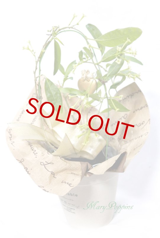 画像6: 夜香木（ヤコウボク）の鉢植えギフト (6)