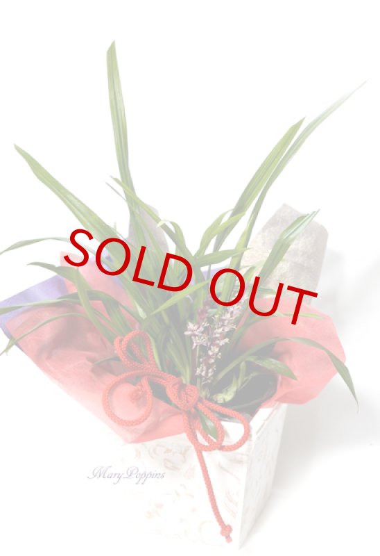 画像6: 吉祥草（キチジョウソウ）の鉢植えギフト (6)