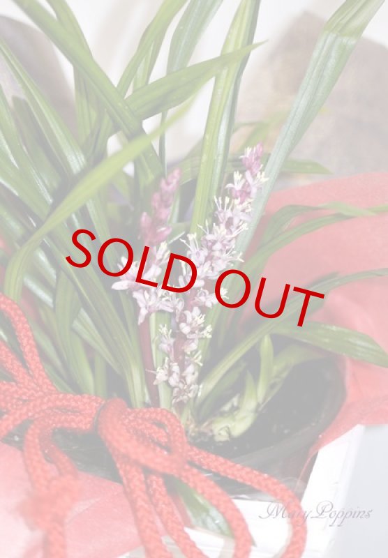 画像5: 吉祥草（キチジョウソウ）の鉢植えギフト (5)