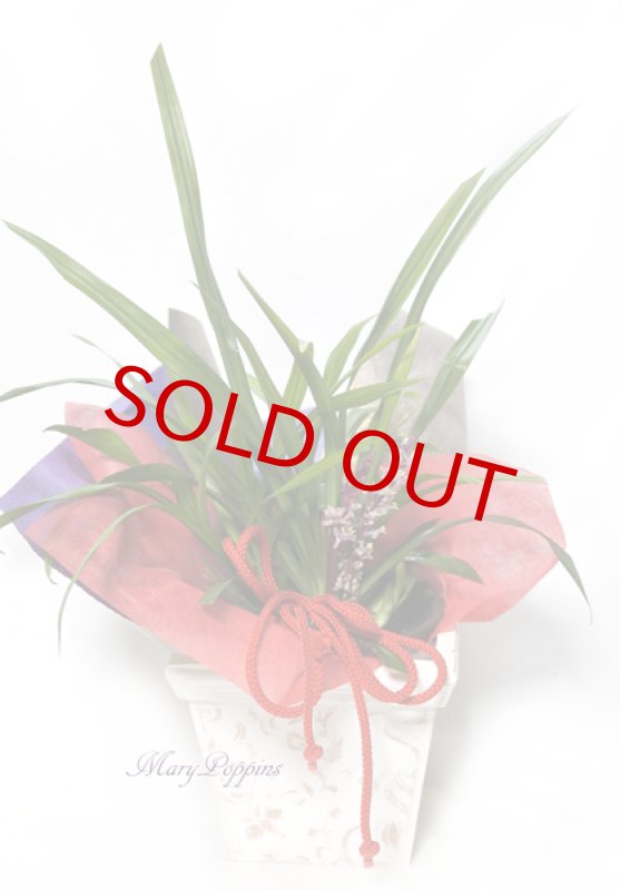 画像4: 吉祥草（キチジョウソウ）の鉢植えギフト (4)